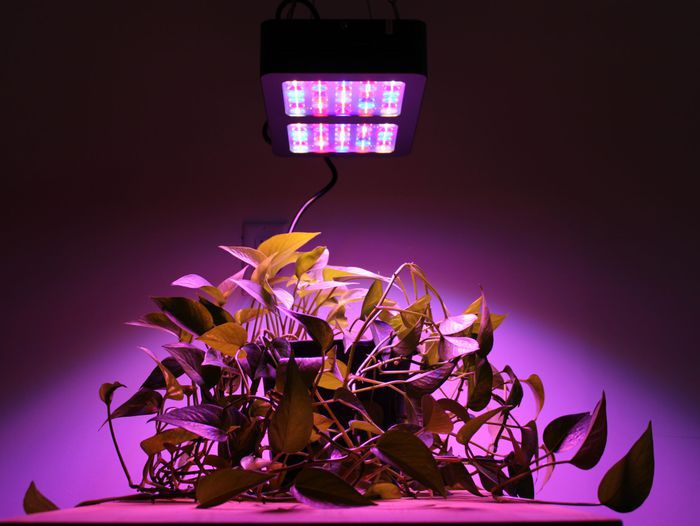 Lead image for Best LED Grow Lights guide